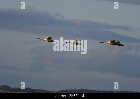 Whooper Swans Cygnus cygnus at Loch Leven RSPB Scotland Stock Photo - Alamy
