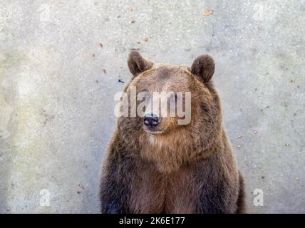 Brown bear (Ursus arctos) in a portrait Stock Photo