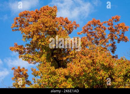 Oak tree with colorful leaves in autumn Stock Photo