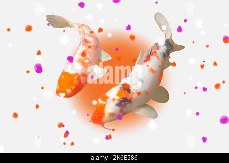 koi carps and sakura petals isolated on japanese flag background Stock Photo