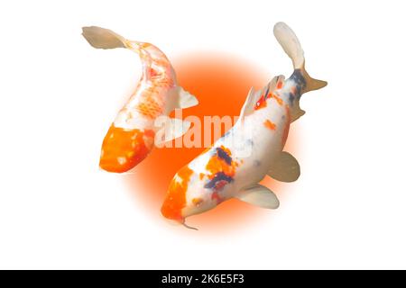 koi carps isolated on japanese flag background Stock Photo