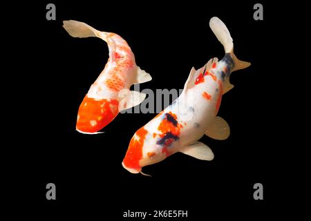 koi carps isolated on black background Stock Photo