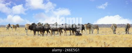 Panoramic image of a large herd of Plains Zebra and Blue Wildebeest on the dry yellow african savannah in Etosha National Park, Namibia, Southern Afri Stock Photo