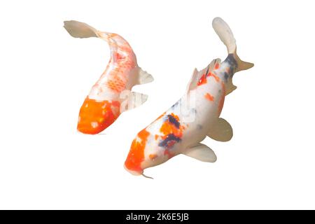 koi carps isolated on white background Stock Photo