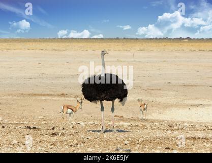Male Ostrich on the dry African Savannah with a springbok on either side - Etosha , Nambia, Southern Africa Stock Photo
