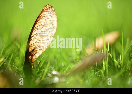 Transparent Sycamore helicopter seeds Stock Photo