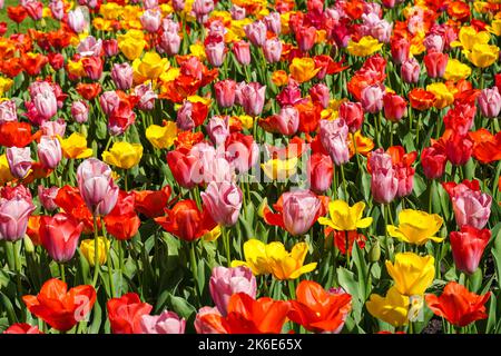 Pink tulips, red tulips and yellow tulips growing on a flowerbed Stock Photo