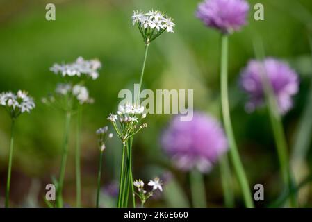 Chinese and English chives growing on an allotment at dusk Stock Photo