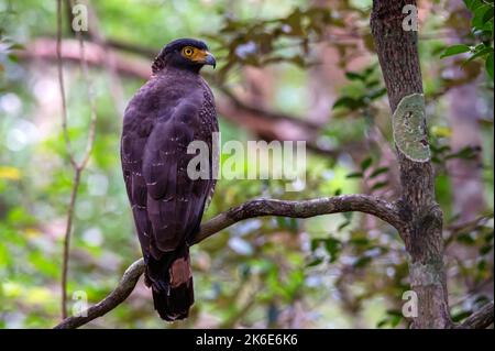 Crested Serpent Eagle or Spilornis cheela in jungle of Sri Lanka Stock Photo