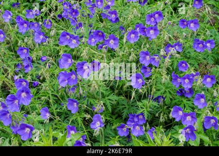 Purple wildflowers blooming in spring Stock Photo