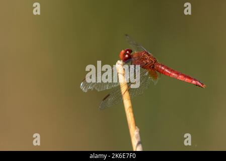 Male scarlet dragonfly or Crocothemis erythraea also known asbroad scarlet, common scarlet-darter, scarlet darter Stock Photo