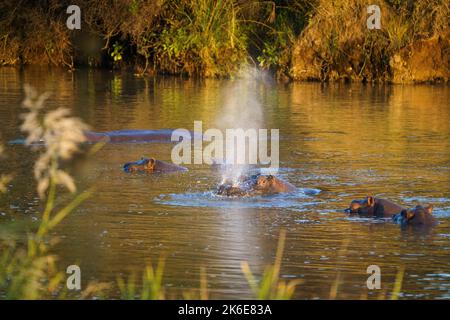 Hippos (Hippopotamus amphibius) in the water splashing in river. Hwange National Park, Zimbabwe, Africa Stock Photo