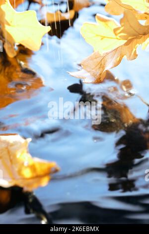 Autumn leaves in water with ripple, copy-space. Vertical background for social media stories. Abstract moody Fall backdrop, wallpaper grey, red and Stock Photo