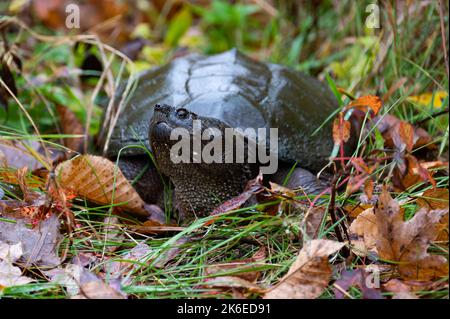 A snapping turtle, Chelydra serpentina, in the rain in grass with autumn leaves Stock Photo