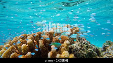 School of blue fish with coral underwater in the ocean (Damselfish Chromis viridis), south Pacific, French Polynesia Stock Photo