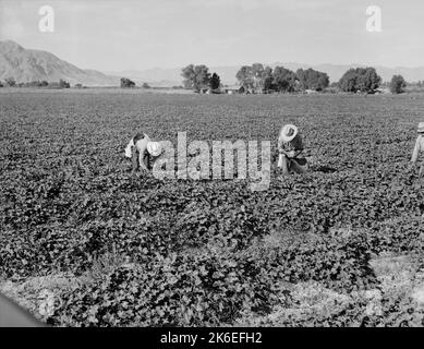 Mexican agricultural workers in a  Cantaloupe field. Imperial Valley, California, USA. Photograph by Dorothea Lange ca. 1938, photographer Stock Photo