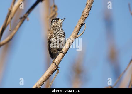 White-barred Piculet, Caconde, SP, Brazil, August 2022 Stock Photo
