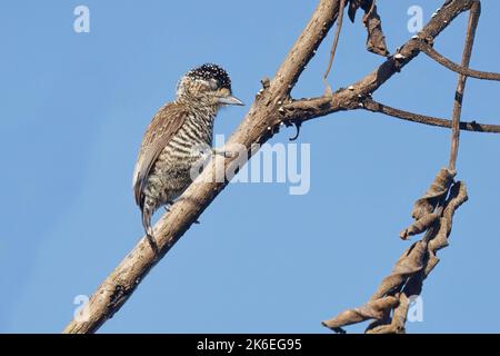 White-barred Piculet, Caconde, SP, Brazil, August 2022 Stock Photo