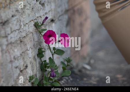 Pink flower plant growing with green leaf, beautiful young tree on crack in pavement background. free pace for adding text word love concept. Stock Photo