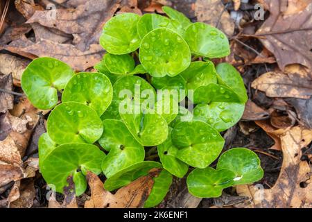 European wild ginger (Asarum europaneum), a flowering plant native to temperate Europe. Stock Photo