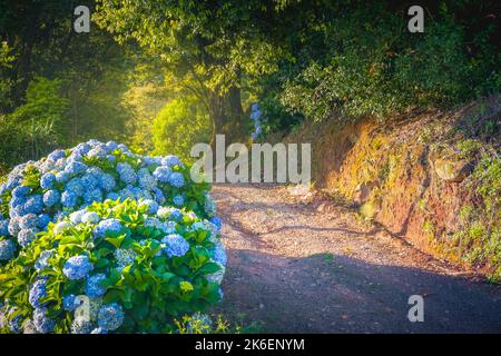Hydrangea Wildflowers at springtime in Gramado, Southern Brazil Stock Photo