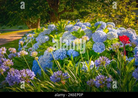 Hydrangea Wildflowers at springtime in Gramado, Southern Brazil Stock Photo