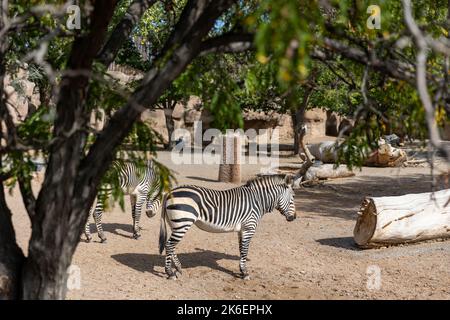 Zebra, Biopark Zoo, Albuquerque, New Mexico Stock Photo
