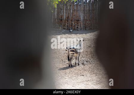Zebra, Biopark Zoo, Albuquerque, New Mexico Stock Photo