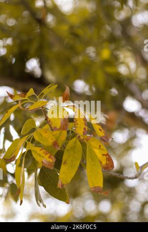 close up of a tree with fall leaves, blurred background Stock Photo