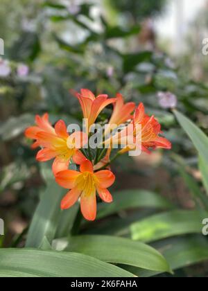 A flowering, orange bush lily (Clivia miniata) in the garden, vertical Stock Photo