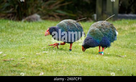 A pair of Takahe wearing radio trackers grazing near Gouland Downs hut, rare and endangered birds, Kahurangi National Park, Aotearoa / New Zealand Stock Photo