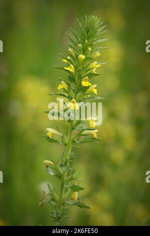A vertical closeup of a yellow bartsia (Parentucellia viscosa) growing in a field Stock Photo