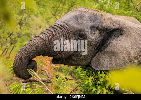 Beautiful Wild African Elephants in the Mole National Park, the largest wildlife refuge in Ghana, West Africa Stock Photo