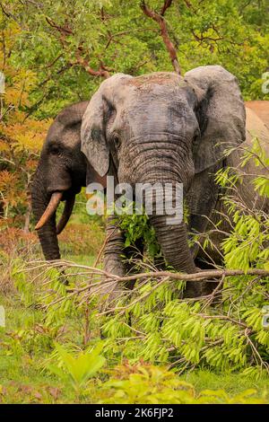 Beautiful Wild African Elephants in the Mole National Park, the largest wildlife refuge in Ghana, West Africa Stock Photo