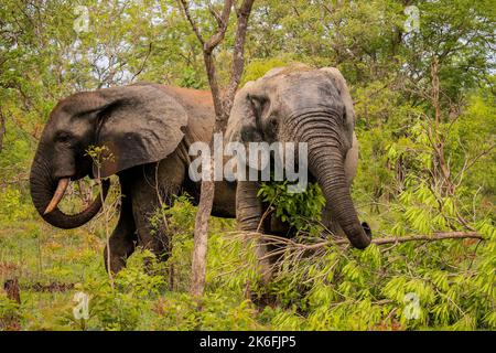 Beautiful Wild African Elephants in the Mole National Park, the largest wildlife refuge in Ghana, West Africa Stock Photo