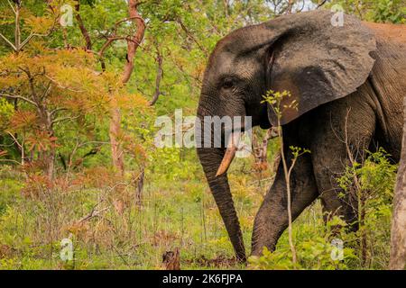 Beautiful Wild African Elephants in the Mole National Park, the largest wildlife refuge in Ghana, West Africa Stock Photo