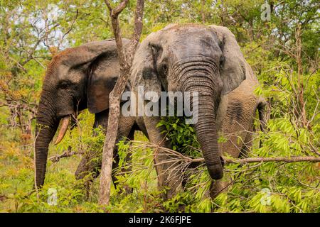 Beautiful Wild African Elephants in the Mole National Park, the largest wildlife refuge in Ghana, West Africa Stock Photo