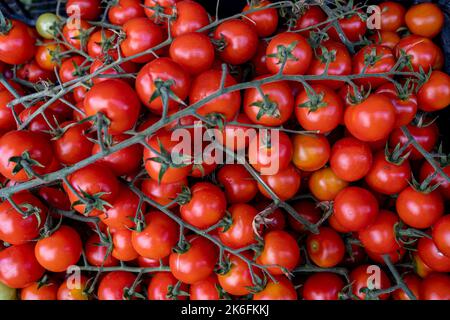 Delicious red tomatoes. Summer tray market agriculture farm full of organic vegetables It can be used as background. Stock Photo
