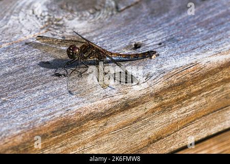 Dragonfly with spread wings on a wooden railing of a terrace in Sweden. Close up of animal from nat Stock Photo