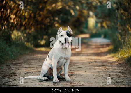 Happy American Staffordshire Terrier sitting on rural road and looking at camera Stock Photo