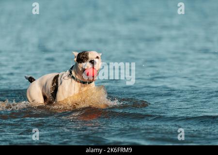 Happy American Staffordshire Terrier with toy in mouth playing in water Stock Photo