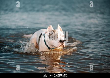 American Staffordshire Terrier walking in water Stock Photo
