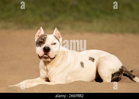 Cute dog lying on sand in countryside Stock Photo