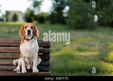 Dog sitting on park bench and looking at camera. Stock Photo