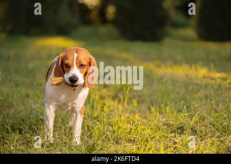 Hungry dog with chewing bone in mouth standing on grass Stock Photo