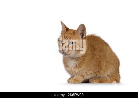 Adult sweet red house cat, laying down side ways. Looking straight ahead away from camera with beautiful green eyes. Isolated on a white background. Stock Photo