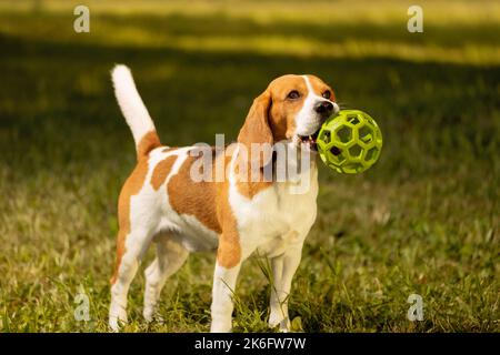 Happy dog with green toy in mouth standing on lawn Stock Photo