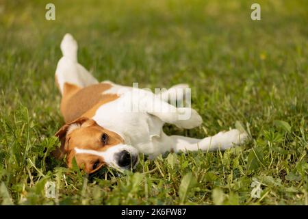 Happy English Beagle lying on lawn Stock Photo