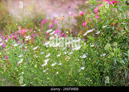 Field of flower. Wild flower in meadow in sunny summer. Grassland style and soft focus. Stock Photo