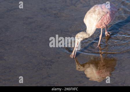 Roseate Spoonbill bird In Shallow Water Searching For Food Stock Photo